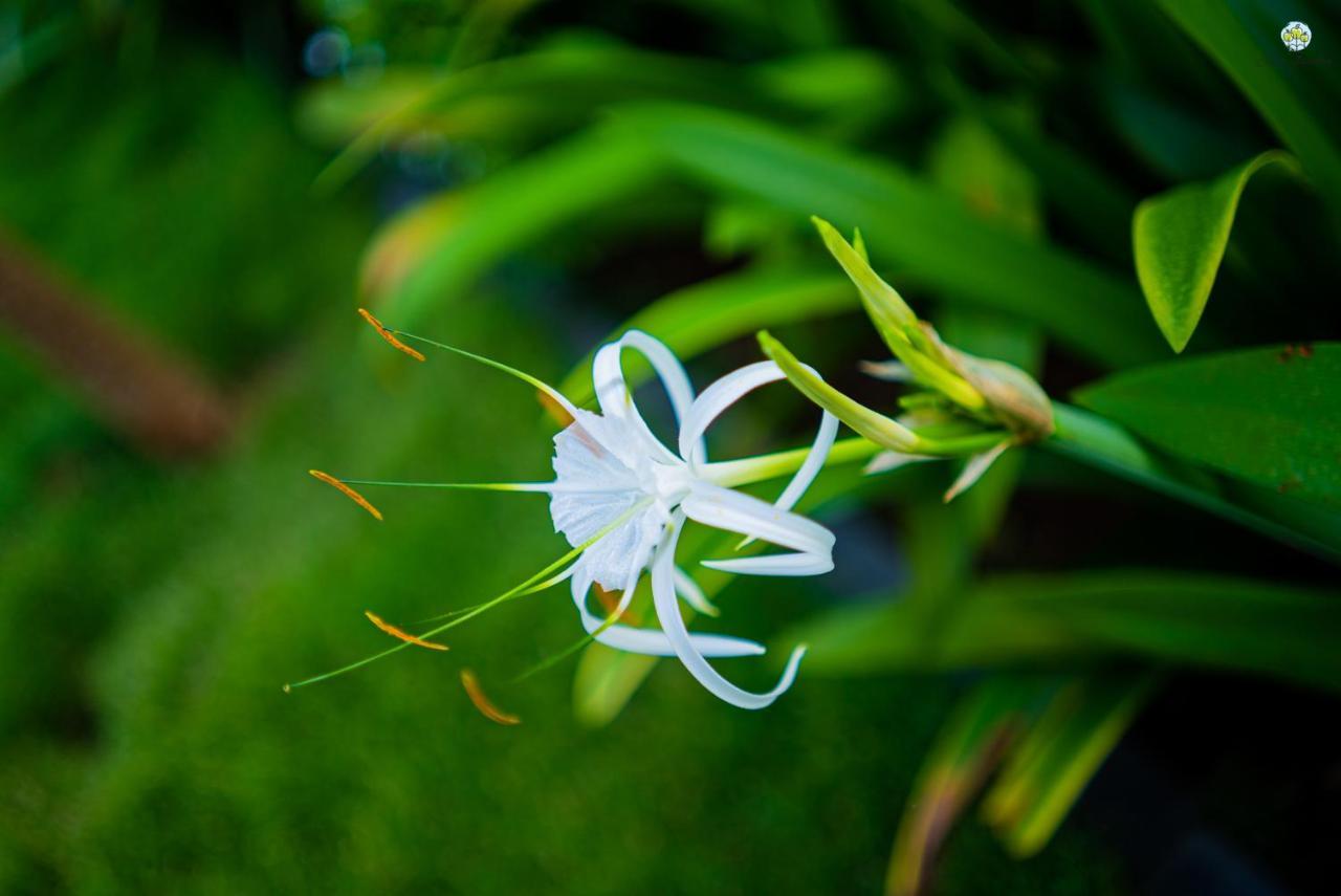 Eden Garden Villa อลีบาก ภายนอก รูปภาพ